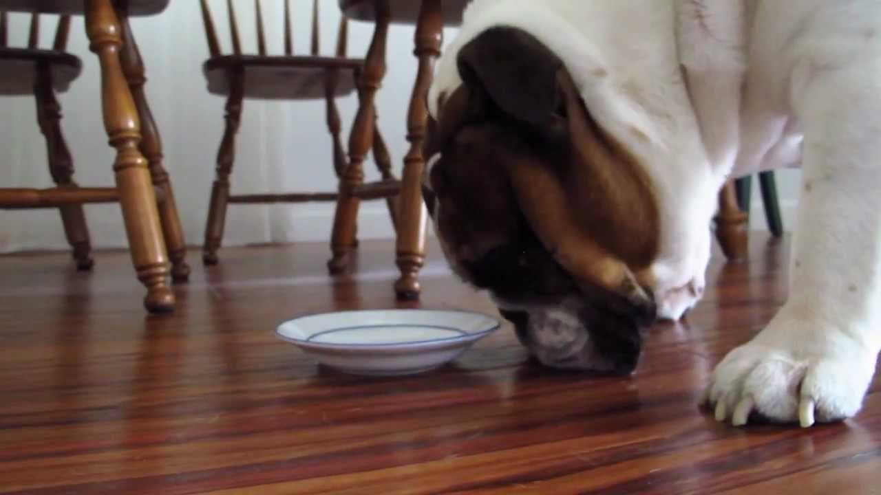Good Food, Good Dog - Chicken rice balls