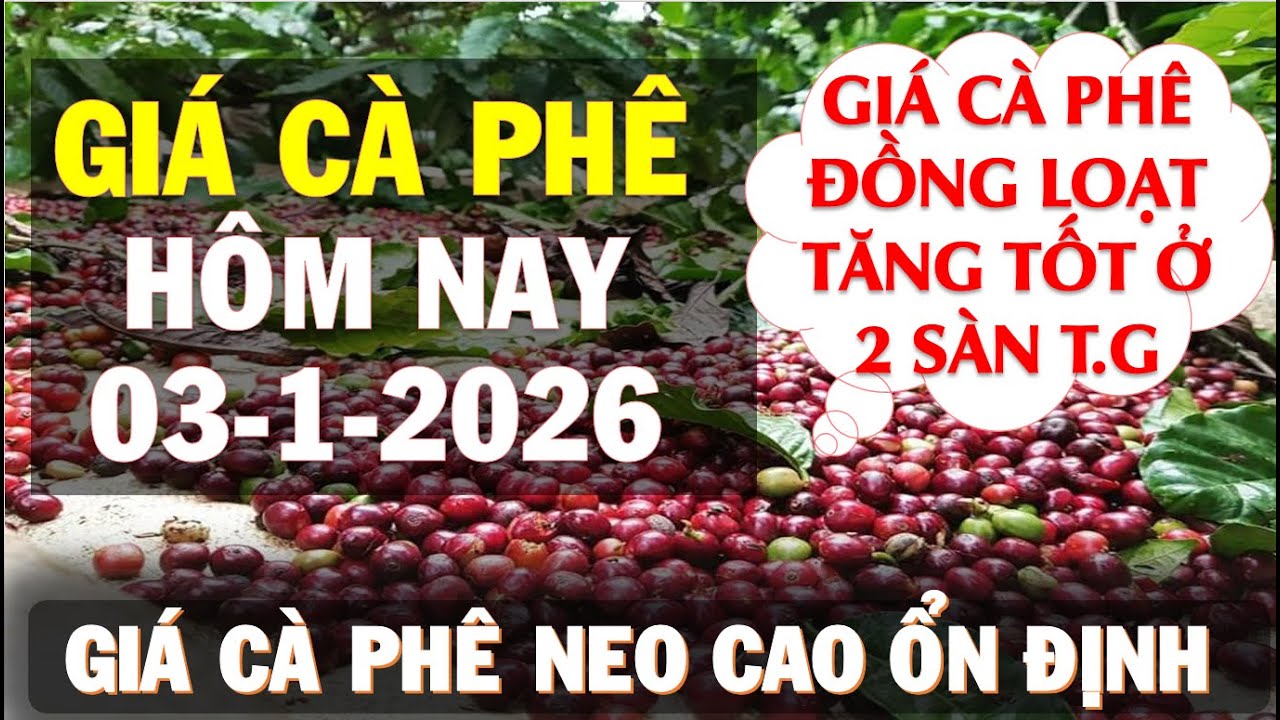 Gi&aacute; c&agrave; ph&ecirc; h&ocirc;m nay ng&agrave;y 03/1/2026|Gi&aacute; c&agrave; ph&ecirc; tăng đồng loạt ở 2 s&agrave;n ph&aacute;i sinh