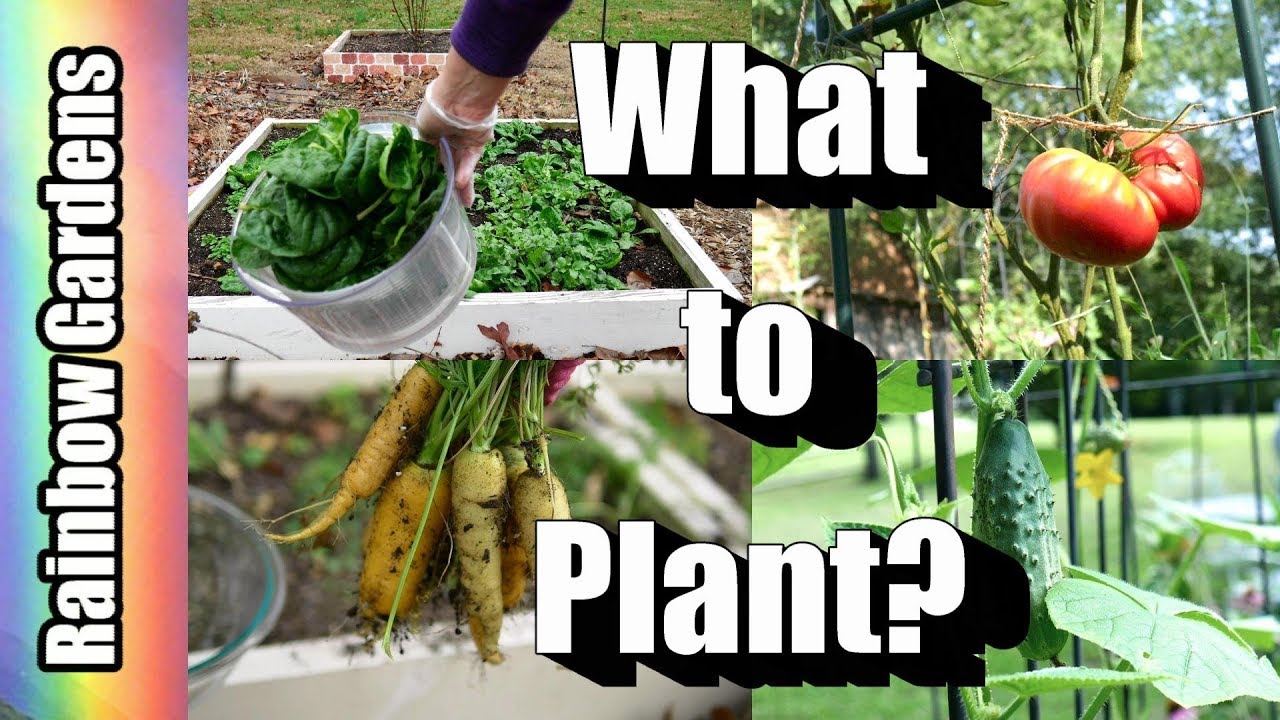 Cool and Warm Climates - Vegetables You Can Plant for Fall