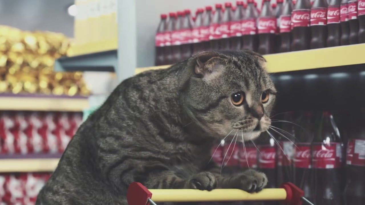 Netto-Katzen - Netto Marken-Discount (2016, Germany)