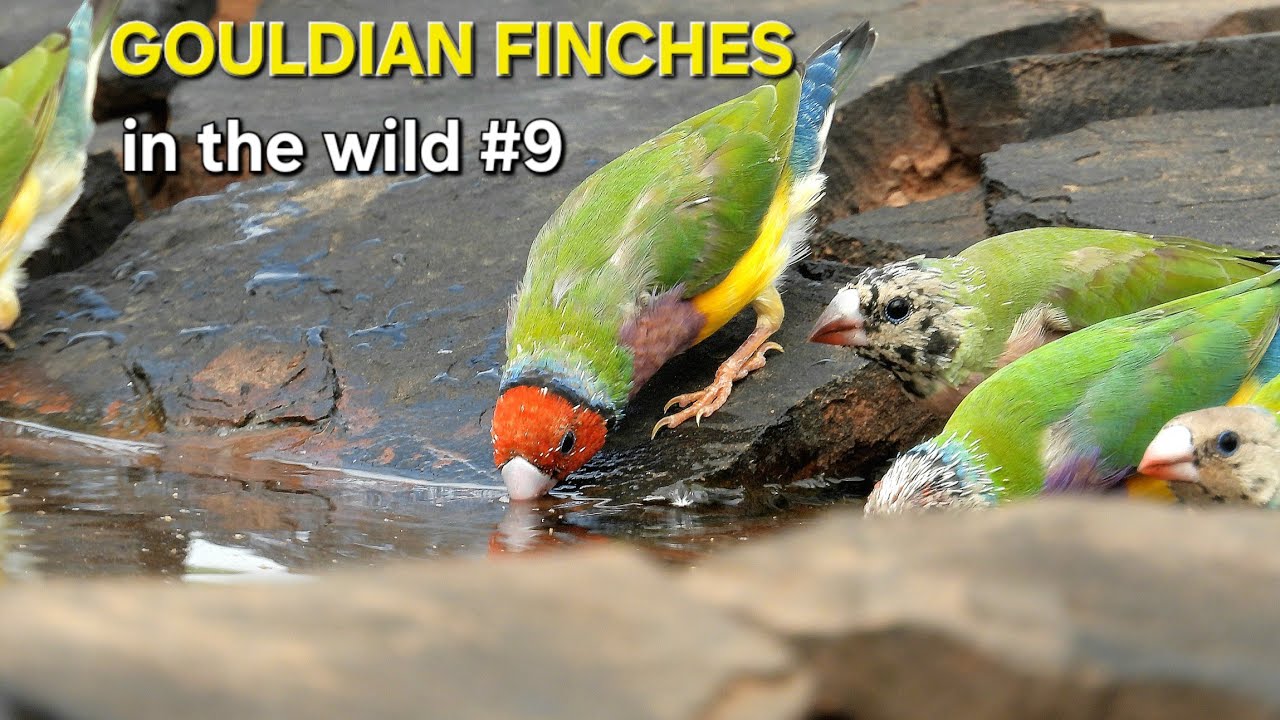 GOULDIAN FINCHES __in the wild #9
