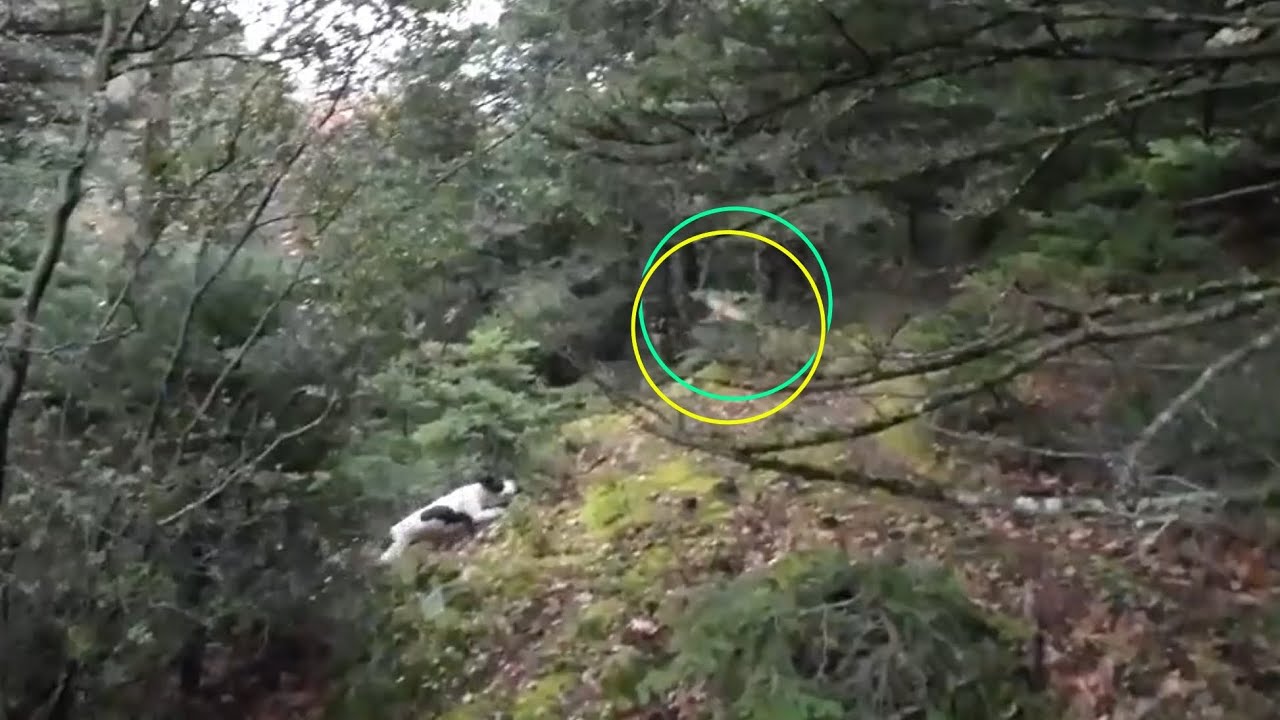 Κυνήγι μπεκάτσας με Springer Spaniel ( 3 σηκώματα) Δεκέμβρης 2022