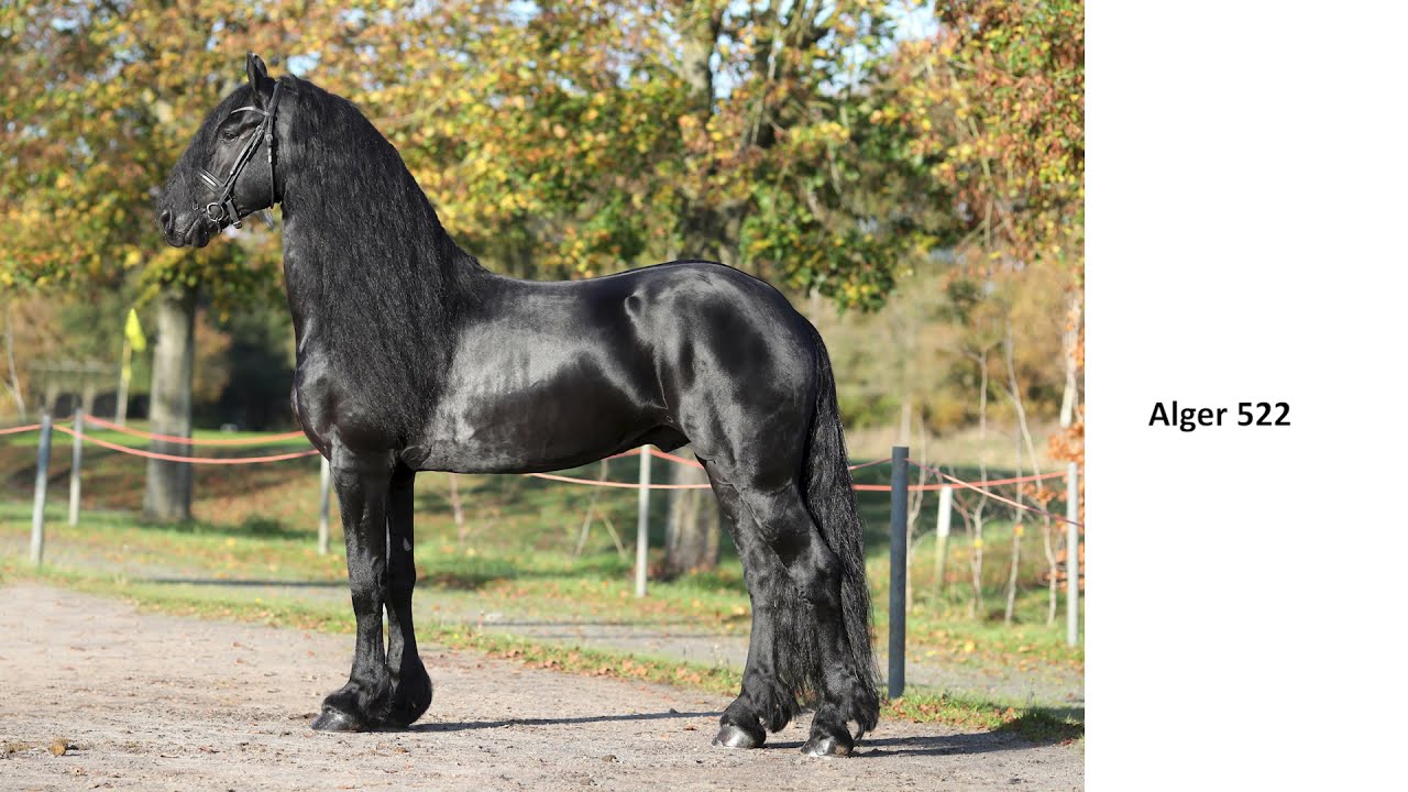 KFPS stamboekhengst Alger 522