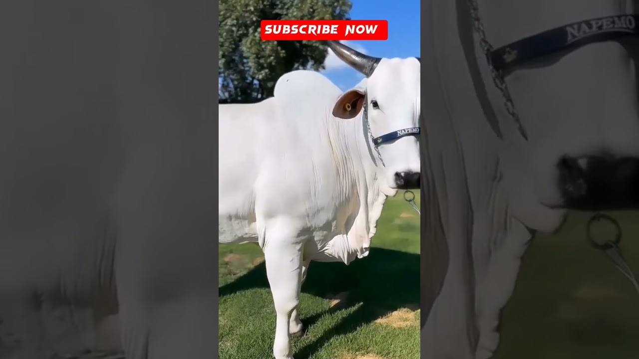 #animaladoration