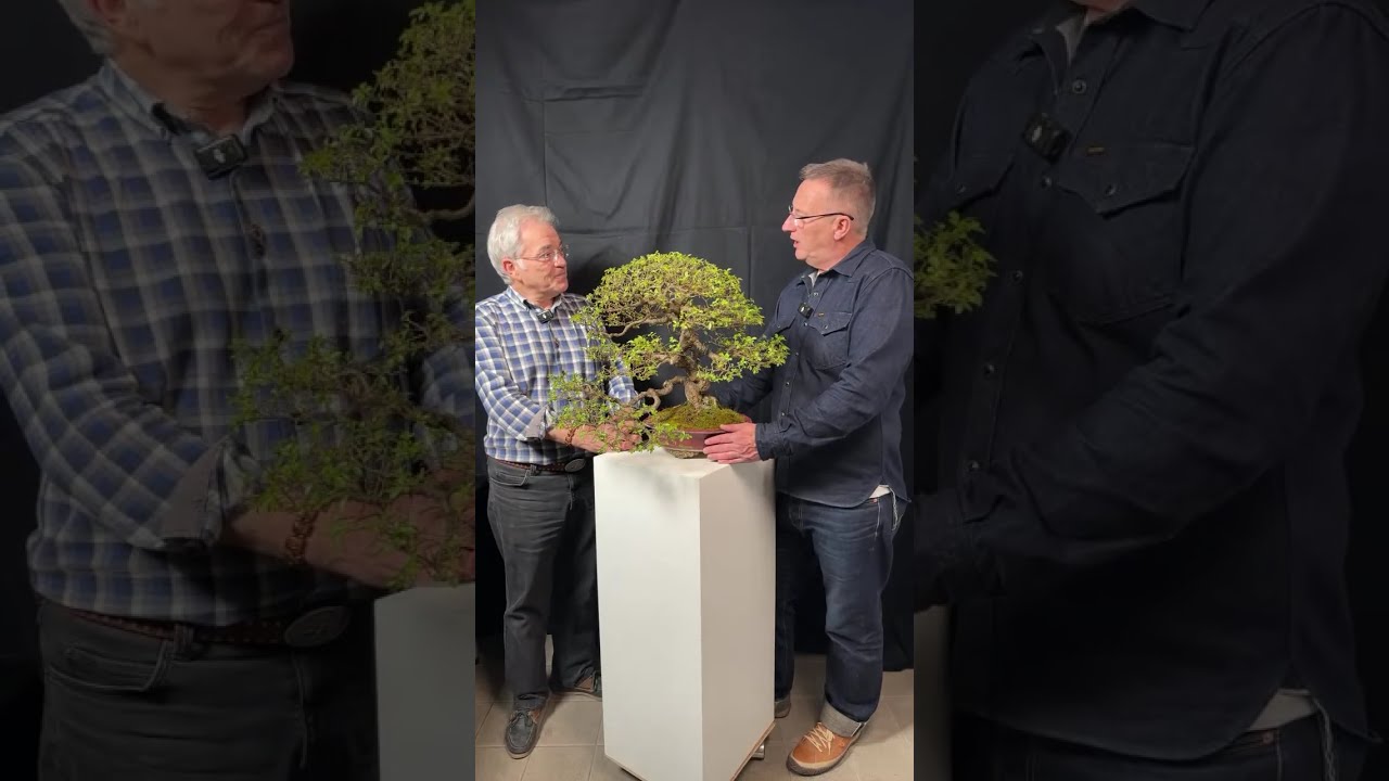 Venez à la Destrousse salle de la Pleiade Expo Bonsaï ! 🌱 NEJIKAN BONSAI 🌱