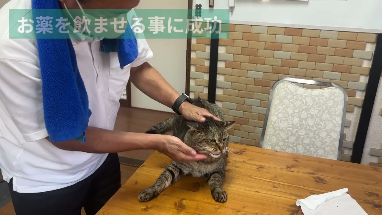 憂鬱な猫と気分はクリスマスな事務員さん