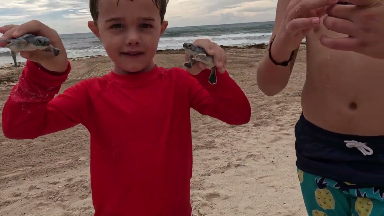 Cancun 2025 Baby Sea Turtles