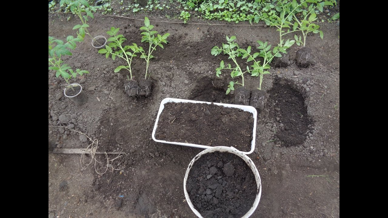 САМЫЙ ПРОСТОЙ СПОСОБ ВЫСАДКИ ТОМАТОВ. Ольга Чернова.