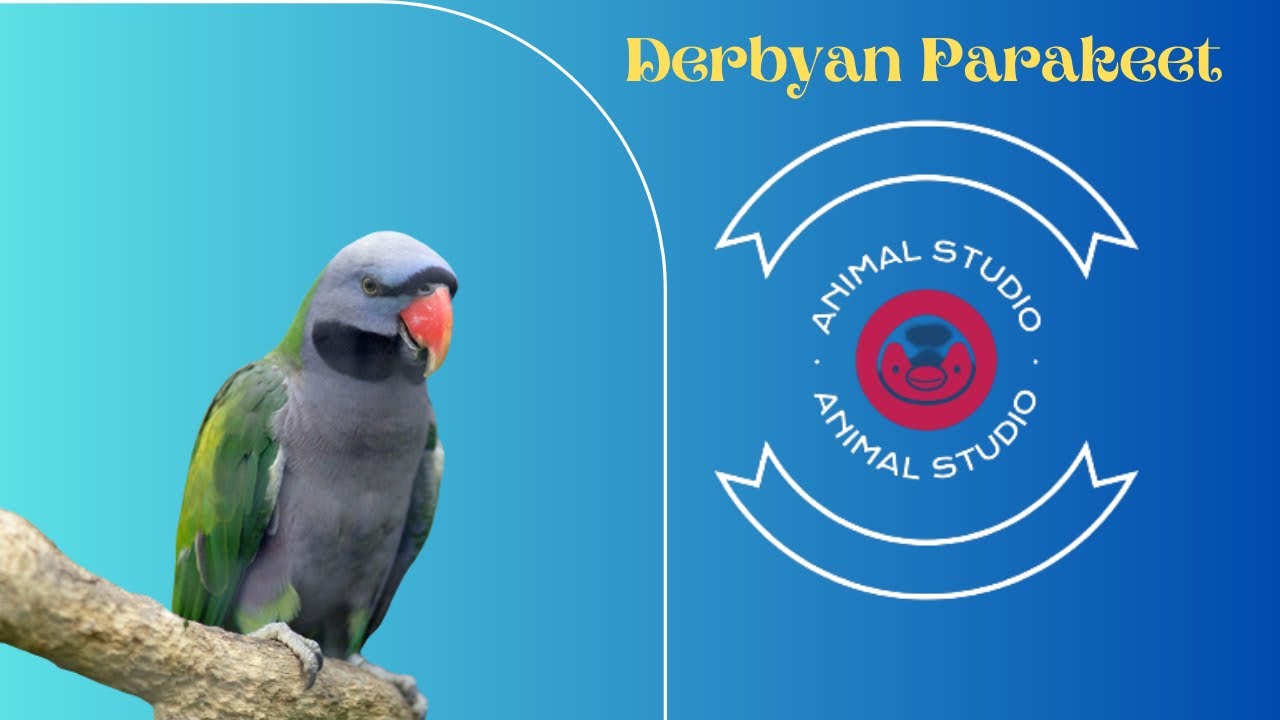 Discovering Derbyan Parakeets in a Flash