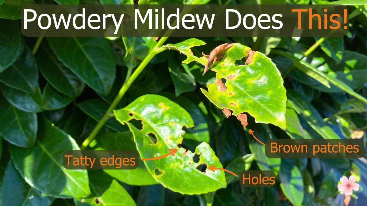How to Identify and Treat Powdery Mildew Fungus on Cherry Laurel (Prunus laurocerasus)