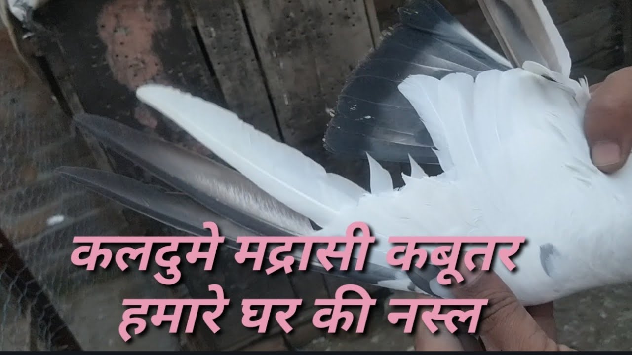 Kaldume madrasi kabutar hamare ghar ki nasal.by PB 10 wala.9888150785