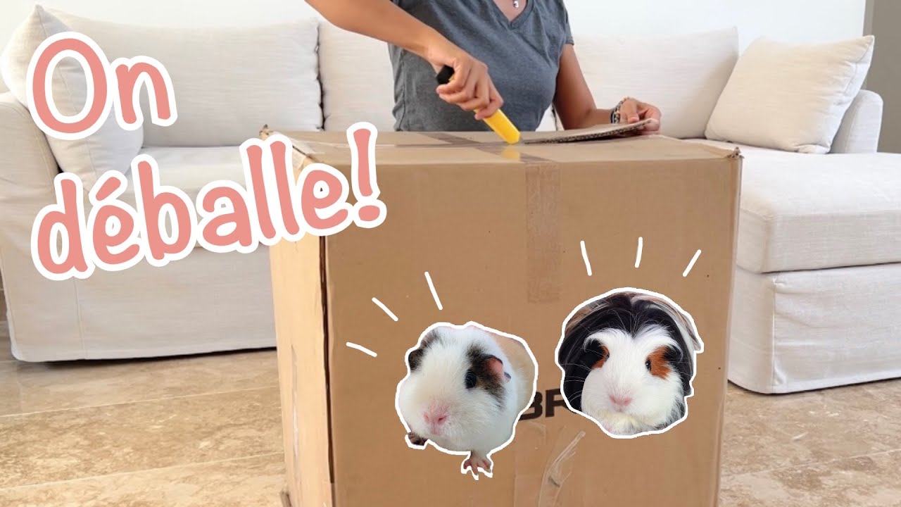 On déballe les boîtes de déménagement des cochons d'Inde!