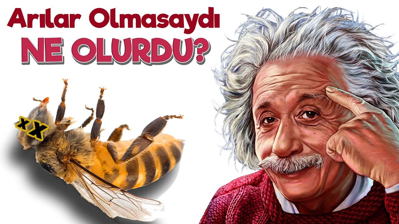ARILAR OLMASAYDI NE OLURDU?