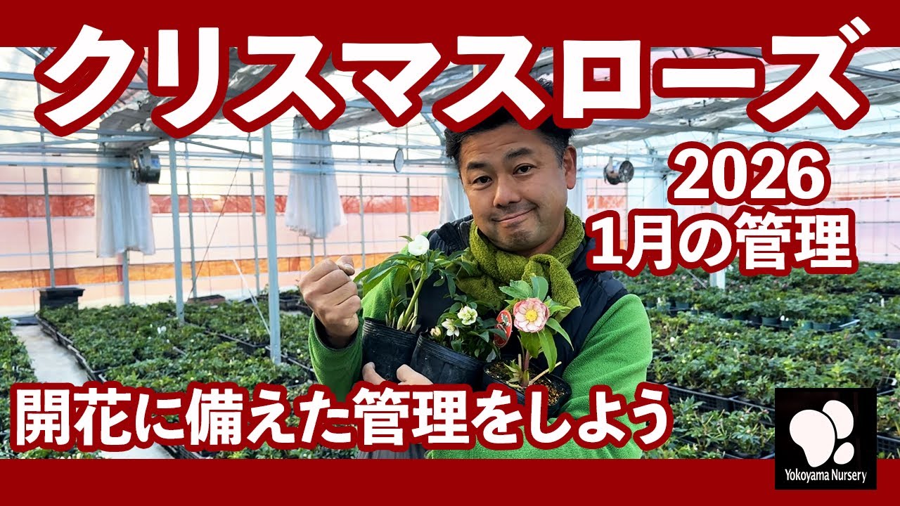 クリスマスローズ 1月の管理　◆横山園芸 公式◆【2026】