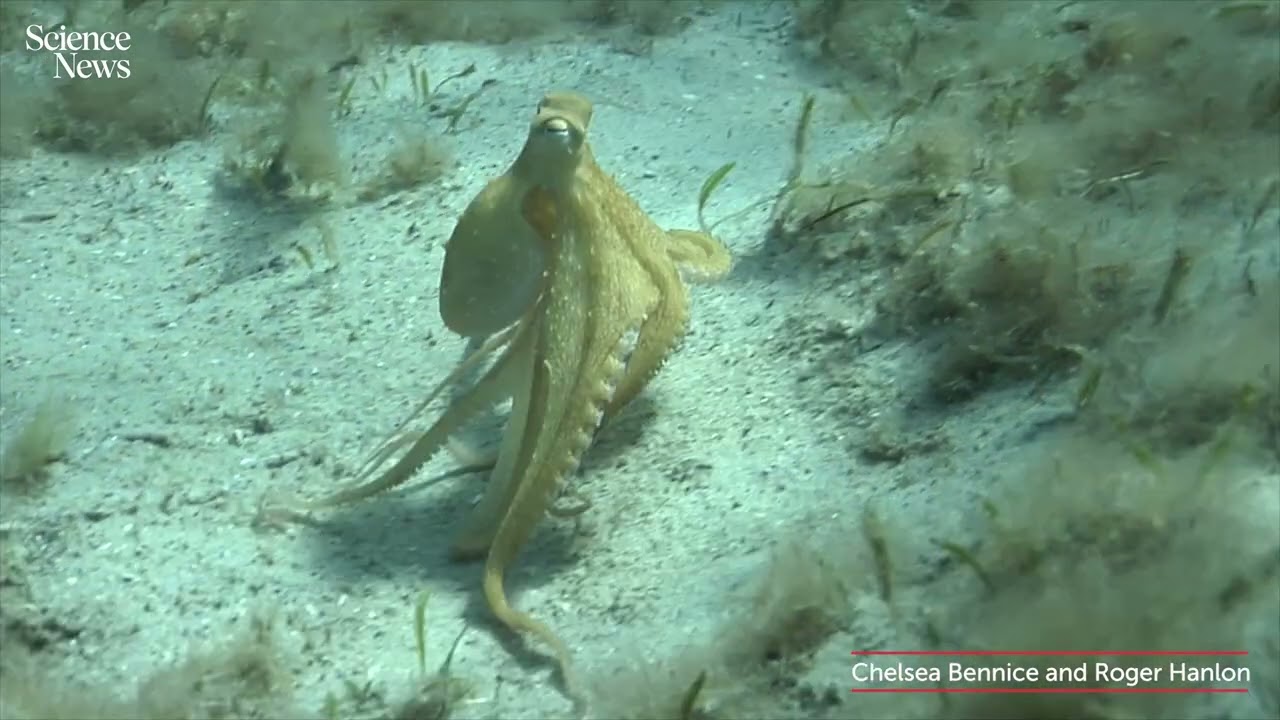 Octopuses don&rsquo;t use every arm the same way | Science News