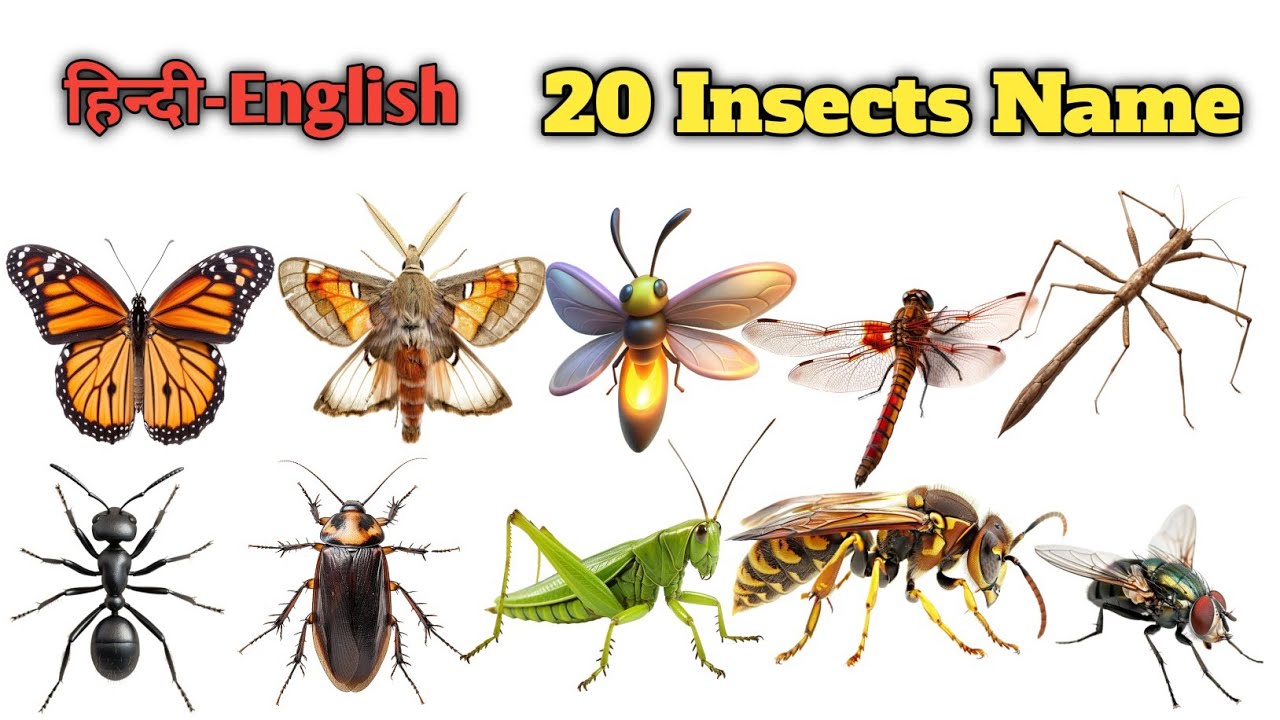 20 कीड़े का नाम  | 🐝🦋🐞🪳 | 20 Insects Name in Hindi-English Abu Guru | kids
