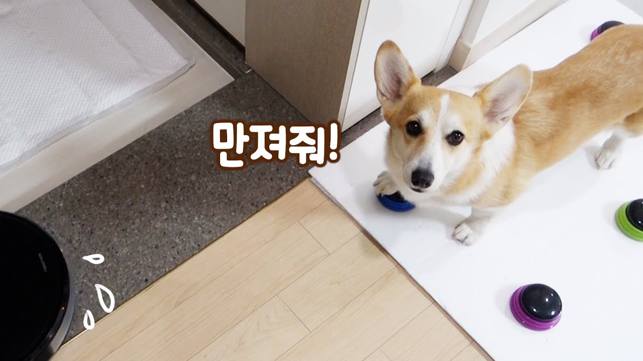 청소기에 관심 뺏겨서 질투하는 강아지ㅋㅋ