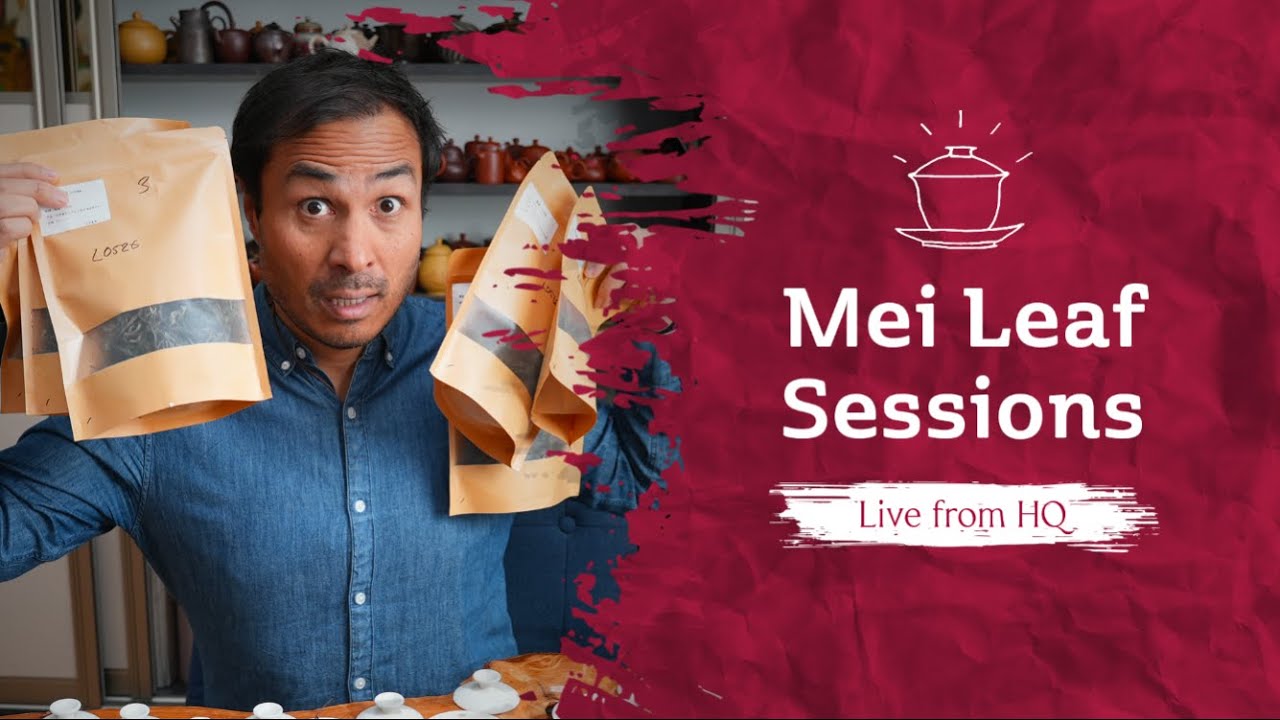 Taking the PuErh Gauntlet - LIVE TEA DRUNK MADNESS