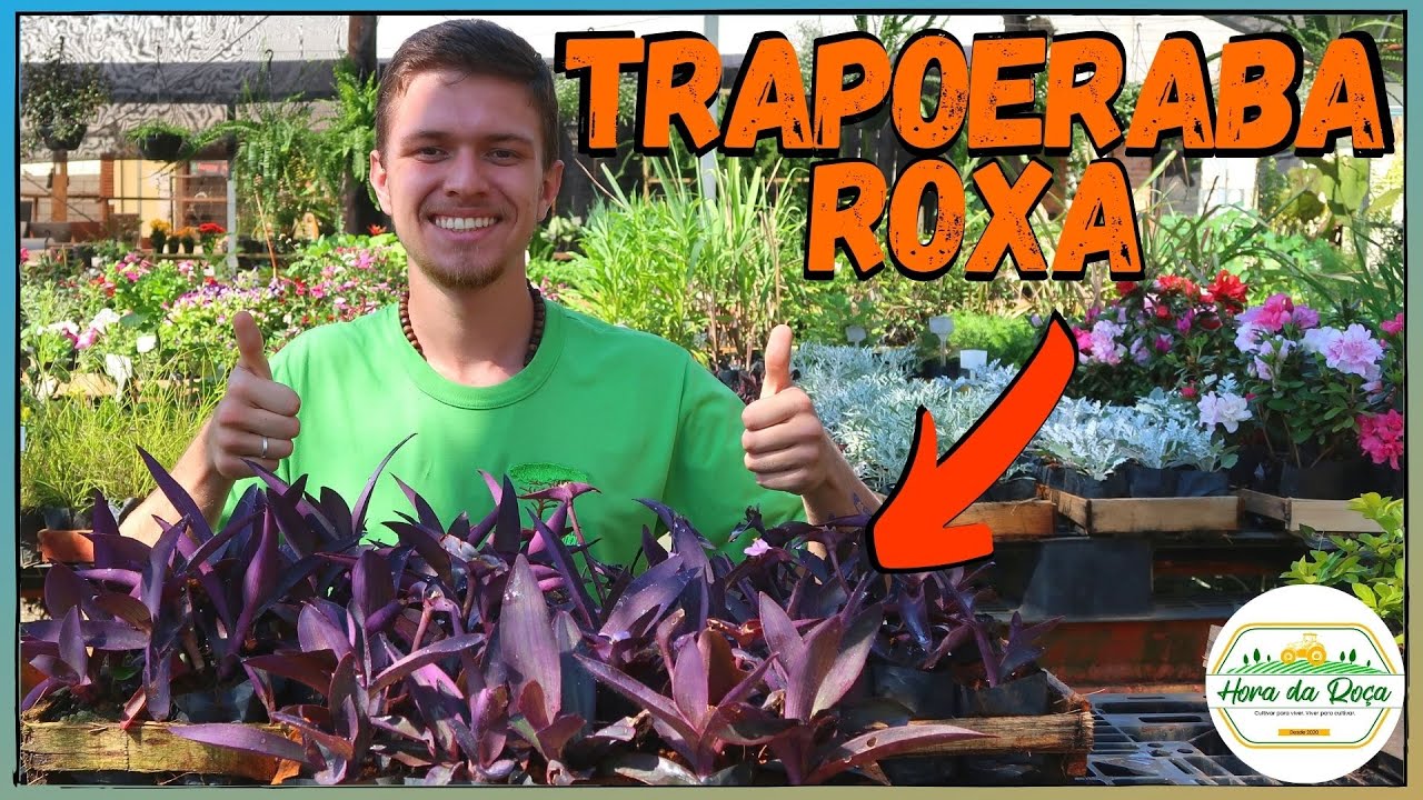 Como plantar Trapoeraba Roxa (SIMPLES E RÁPIDO) | Forrações