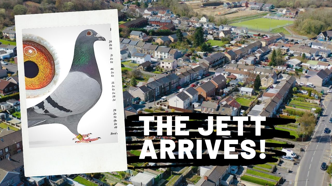 C. B. and C. Harris Pigeons - The best racing pigeon in Wales?