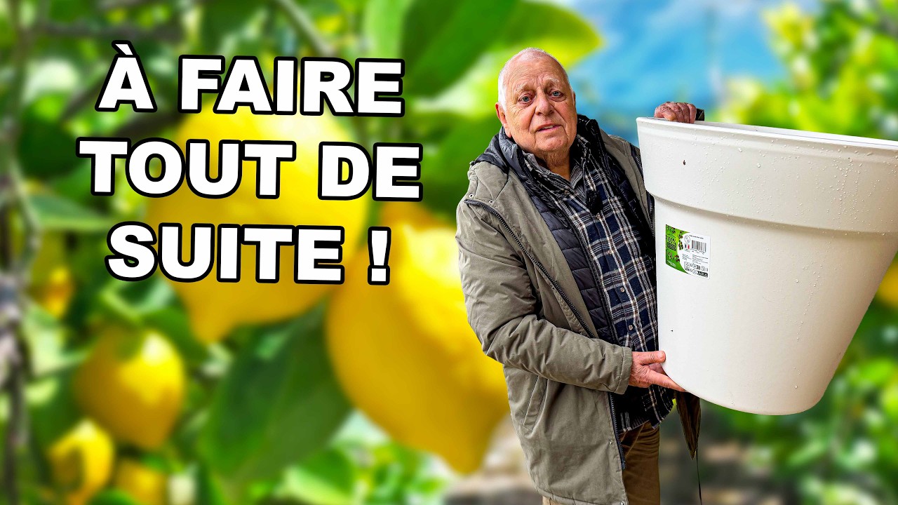 Citronnier en pot : faites &ccedil;a pour avoir plein de citrons cet &eacute;t&eacute; ! 🍋