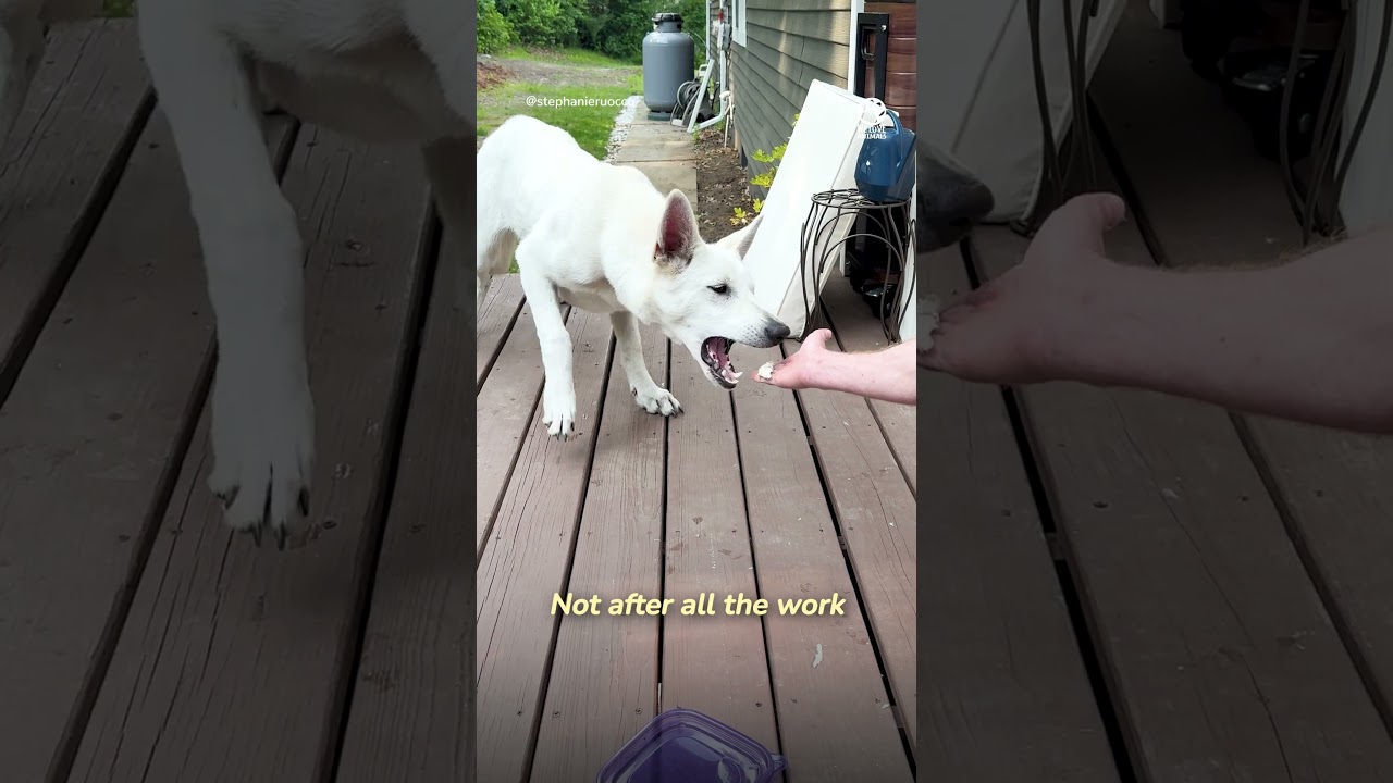 White mystery creature starts appearing on driveway Part 2