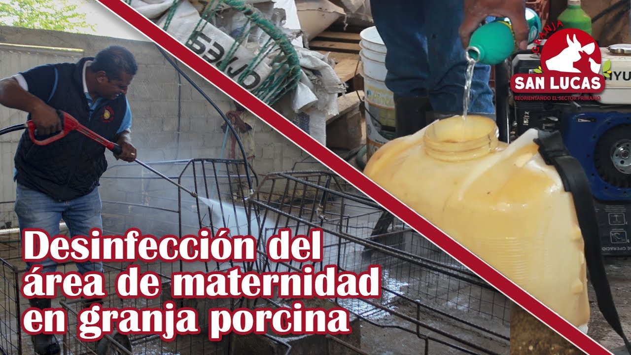 Como desinfectar el área de maternidad en granjas porcinas | Granja San Lucas