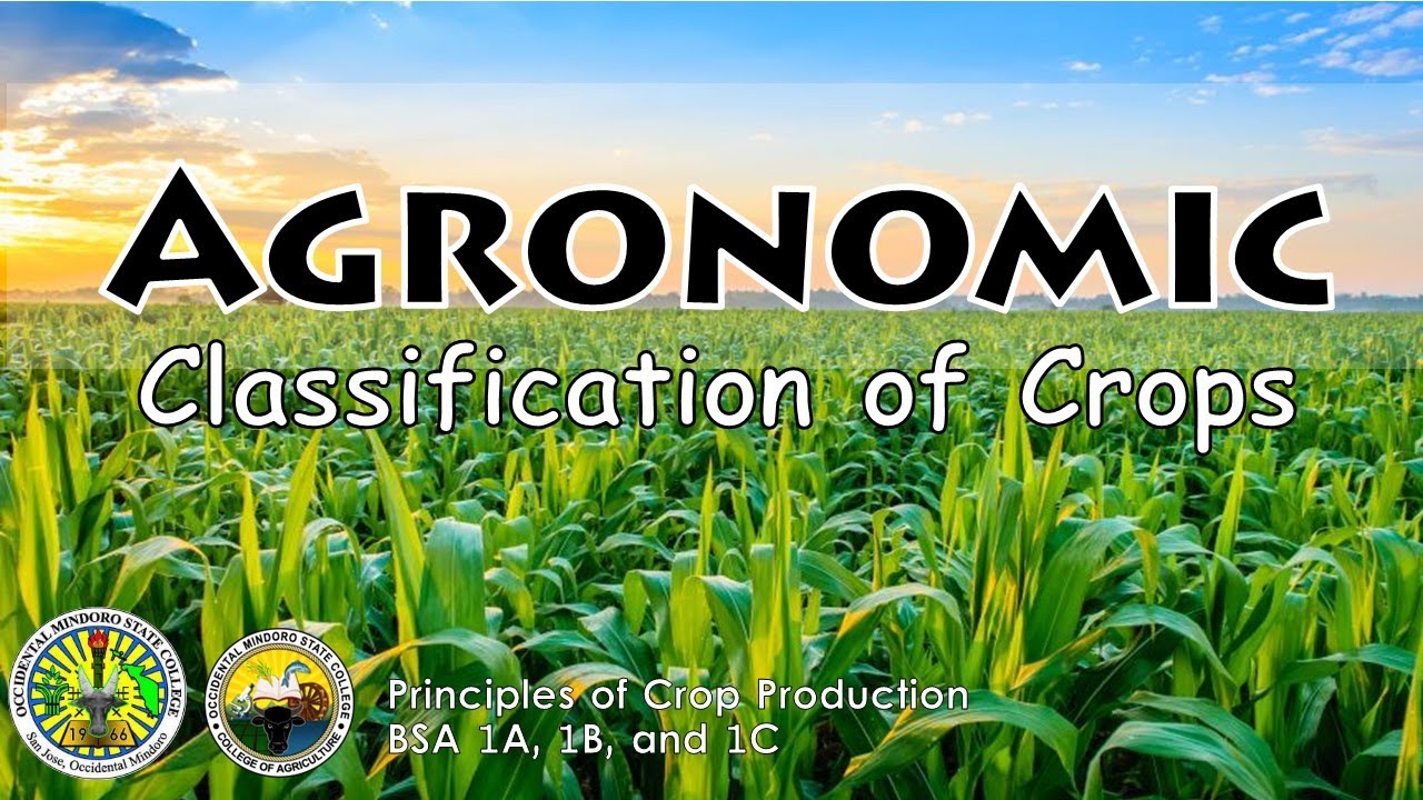 Agronomic Classification of Crops // Lecture Discussion for BSA 1