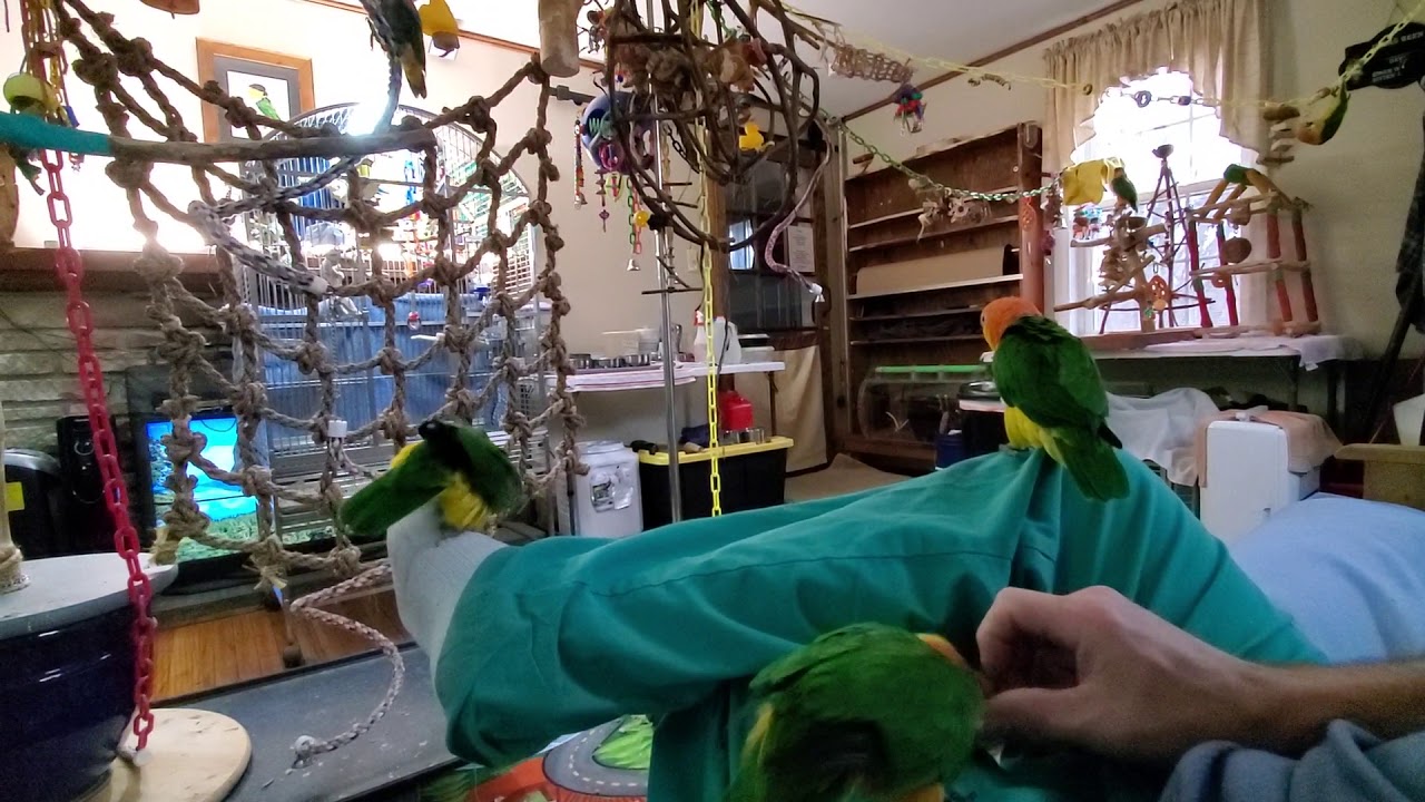 We LOVE Caiques!!
