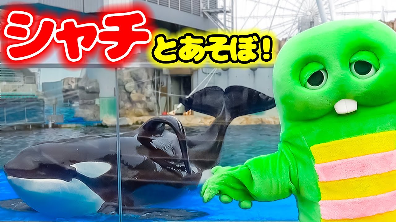 海の王者！おおきな『シャチ』とかわいい『ベルーガ』にあってきたよ！【うみのいきもの(海の生き物)】【すいぞくかん(水族館)】【シロイルカ】【名古屋港水族館】