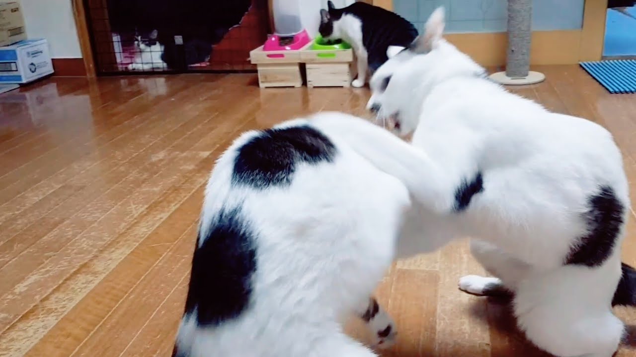 남매 싸움하는 고양이에게 폭풍 잔소리 후 간식을 줬어요 (부제 : 퍼즈야드 간식 냠냠)