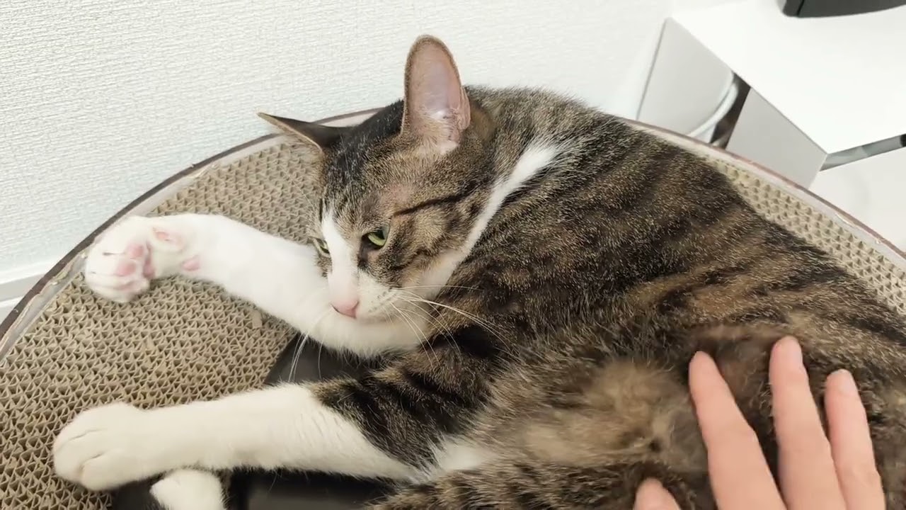 超貴重☆トビーくんの喉を鳴らす音🐱