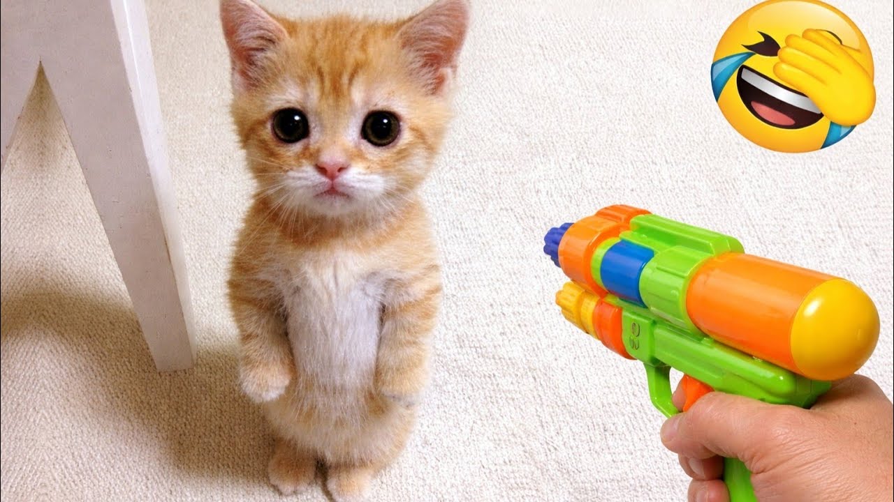 Самые смешные видеоролики с кошками и собаками 2026 года 🐶 🐱 Попробуйте не засмеяться 😜 Том 5