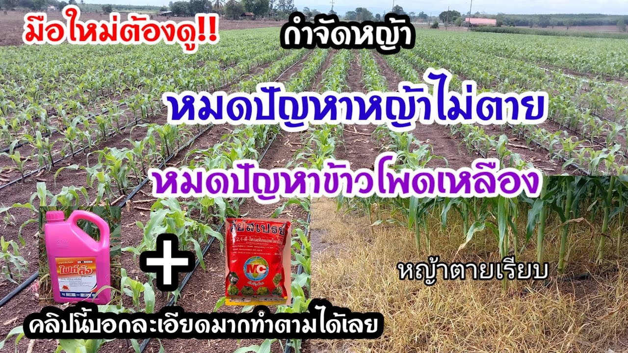แนะนำสารกำจัดวัชพืชหมดปัญหาหญ้าไม่ตาย ข้าวโพดไม่เหลือง