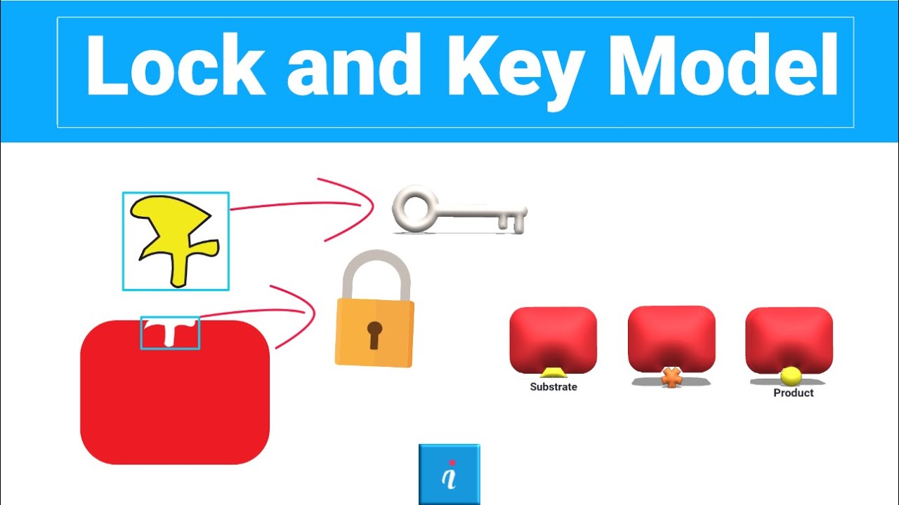 Lock and Key Model (WITH ANIMATION)