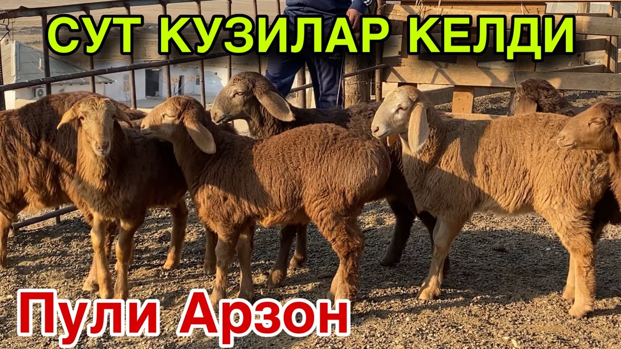 SOTILDI! Baraka Buldi!
