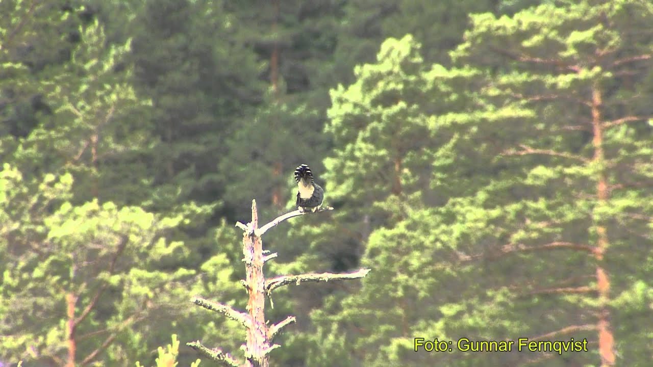 G&Ouml;K  Common Cuckoo  (Cuculus canorus)  Klipp - 363