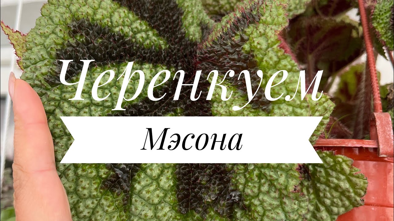 Бегония Мэсона