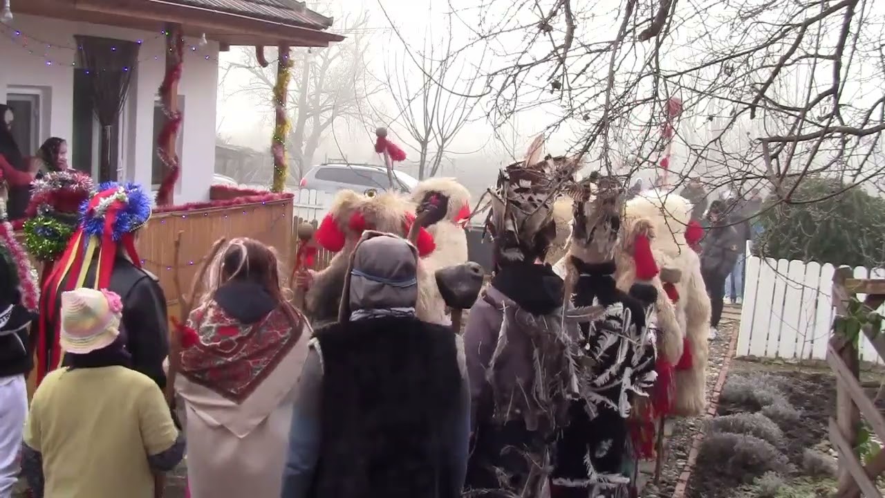 Capra Mare de la Bălești, comuna Cozmești, județul Vaslui 31  dec  2024, ora 10 00