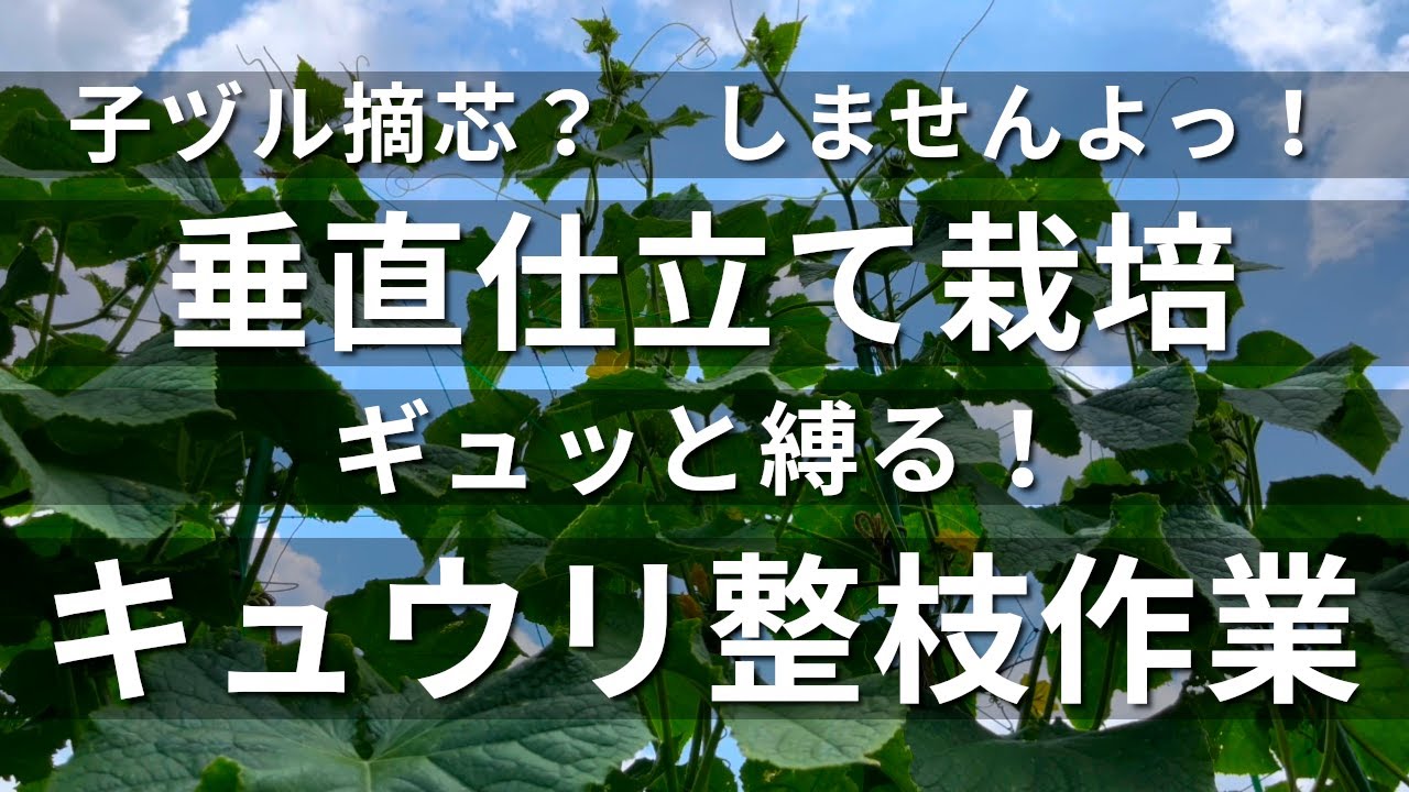 子ヅル摘芯？しませんよ！キュウリ整枝（垂直仕立て栽培）#040 #野菜栽培 #家庭菜園 #ガーデニング #キュウリ #整枝 #摘芯 #脇芽 #接木 #無肥料 #垂直仕立て #道法スタイル #夏すずみ