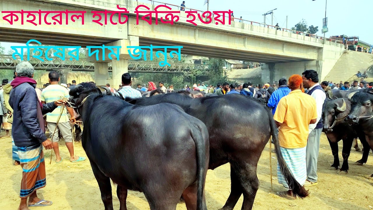 বিক্রি হওয়া মহিষের দাম জানুন || buffalo prices in Bangladesh 