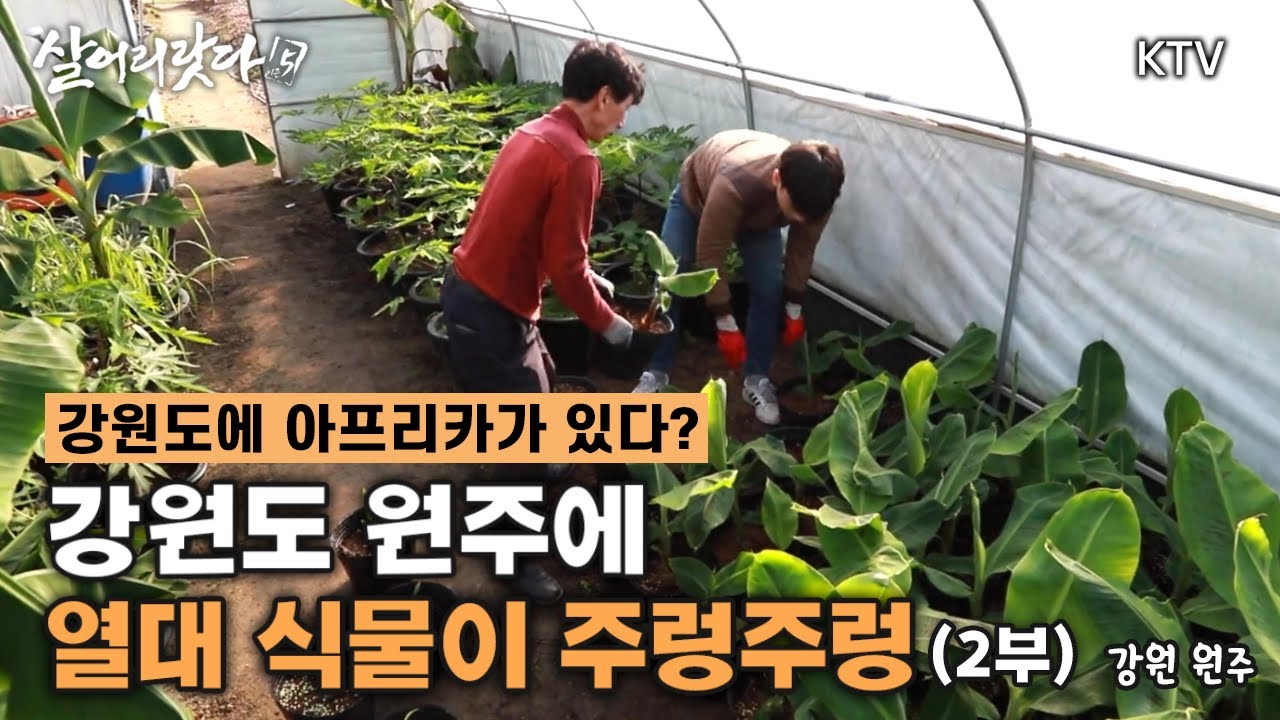 (강원 원주) 2부 - 강원도 원주에서 열대과일이 주렁주렁 koreatv, tropical, fruit, Farm, banana, papaya (시즌5)