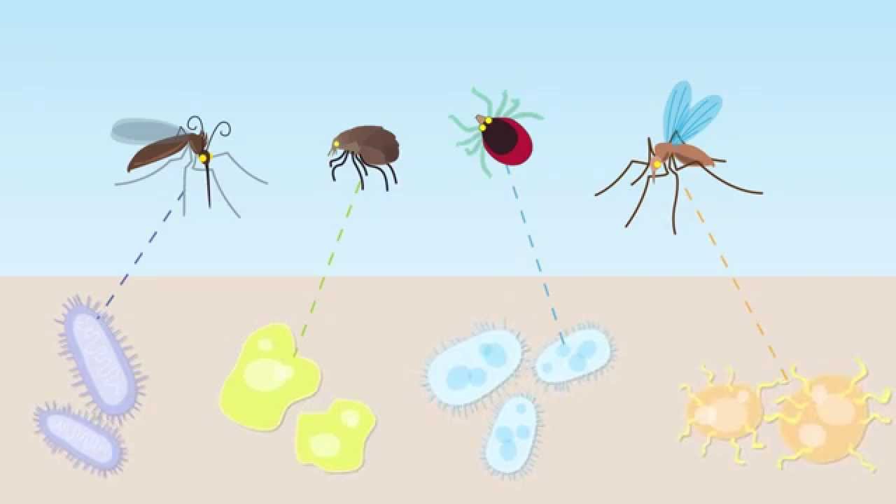 Animation: Companion Animal Vector-Borne Diseases