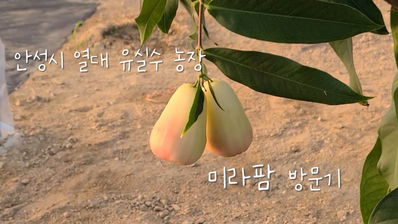 손끝바나나 농장 미라팜 방문기 / 안성시 열대과일 / 열대왕구아바 / 열대식물