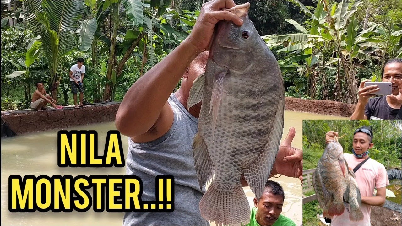 Mancing Nila monster..// ini baru mantapp...!!!!