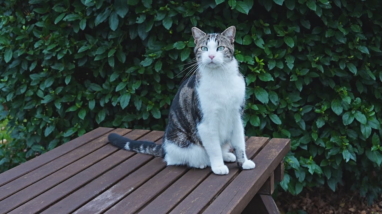 (244) Chats libres et heureux