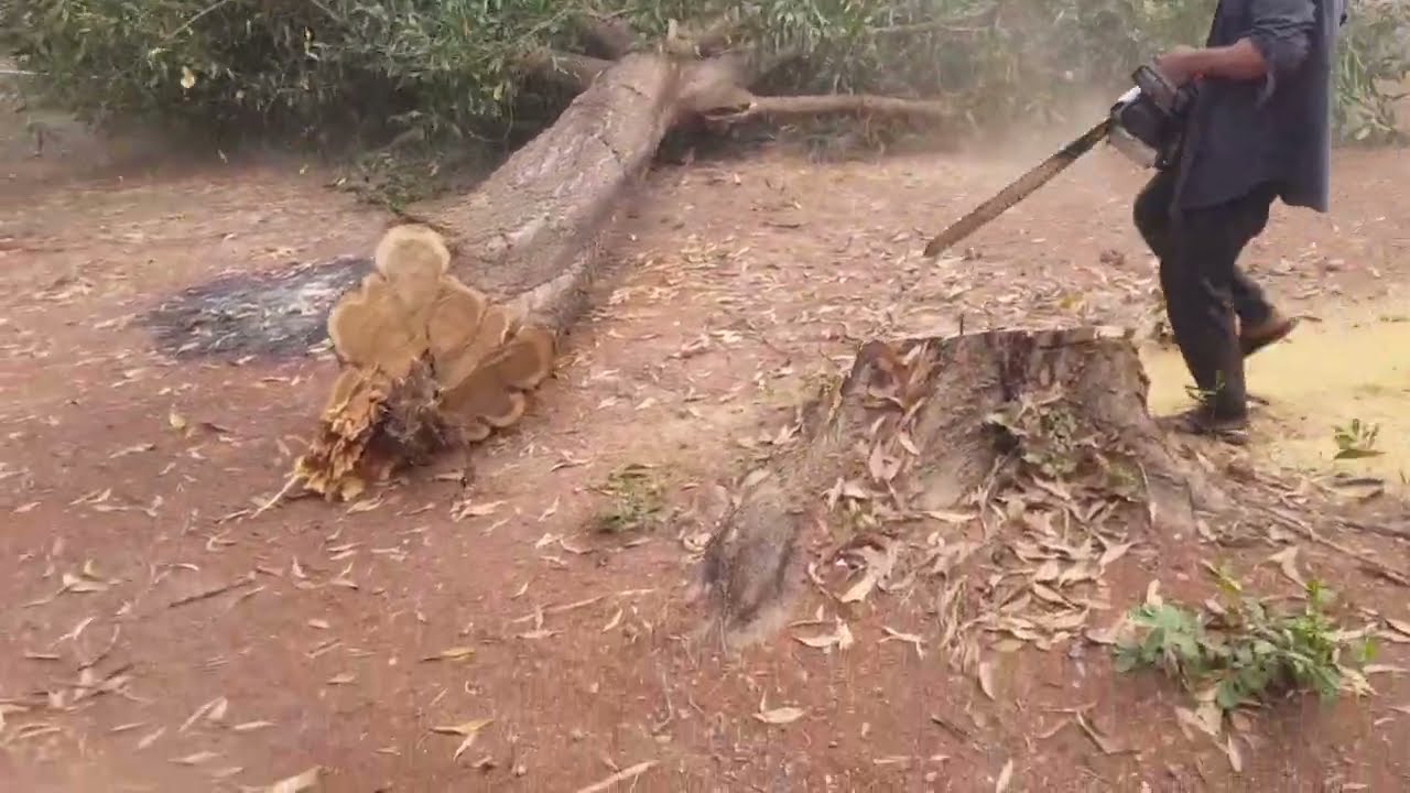 កំពូលអ្នកកាន់ម៉ាស៊ីន (STIHL ms382)