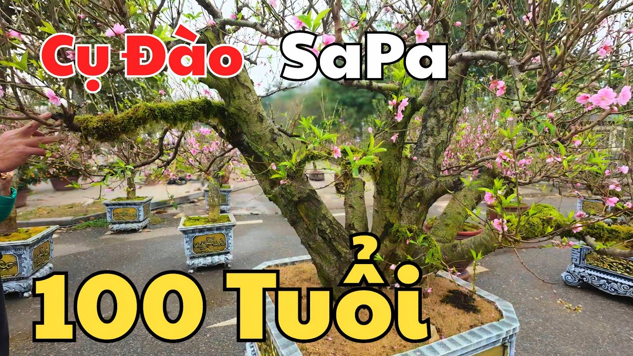 Đào Cổ gần 100 Năm, Đào siêu nụ, Quất siêu quả, Mai vàng giá rẻ tại chợ Hoa Xuân lớn nhất Vĩnh Phúc