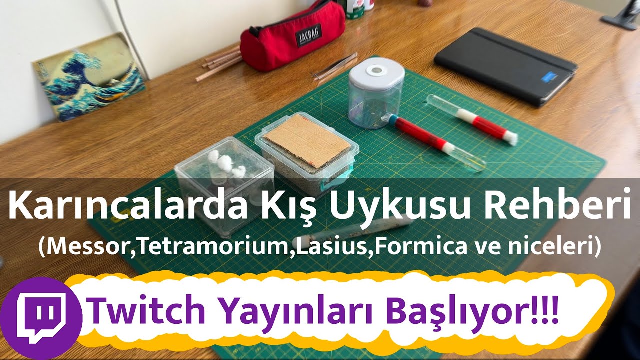 Karıncalarda Kış Uykusu Rehberi | Messor,Tetramorium,Lasius,Formica… | Twitch Yayınları Başlıyor!!!