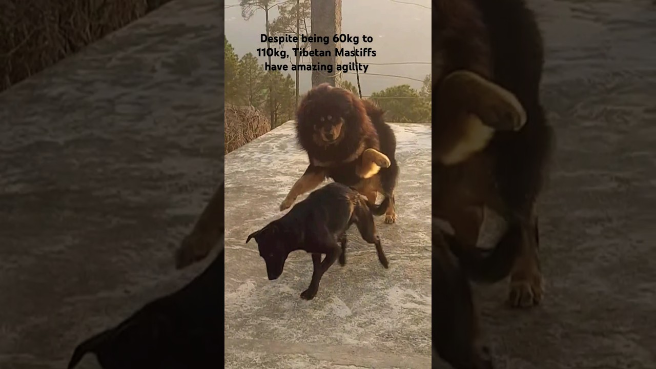 Tibetan Mastiff huge but very agile dog breed